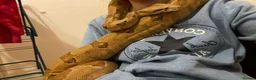 Boa Snake reptiles for sale: 6ft salmon female boa  - Advert 3