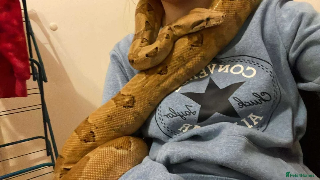 Boa Snake reptiles for sale: 6ft salmon female boa  - Advert 3