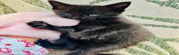 Ragdoll cats for sale: Adorable Teddy Bear Mink Ragdoll x BSH kittens  - Advert 8