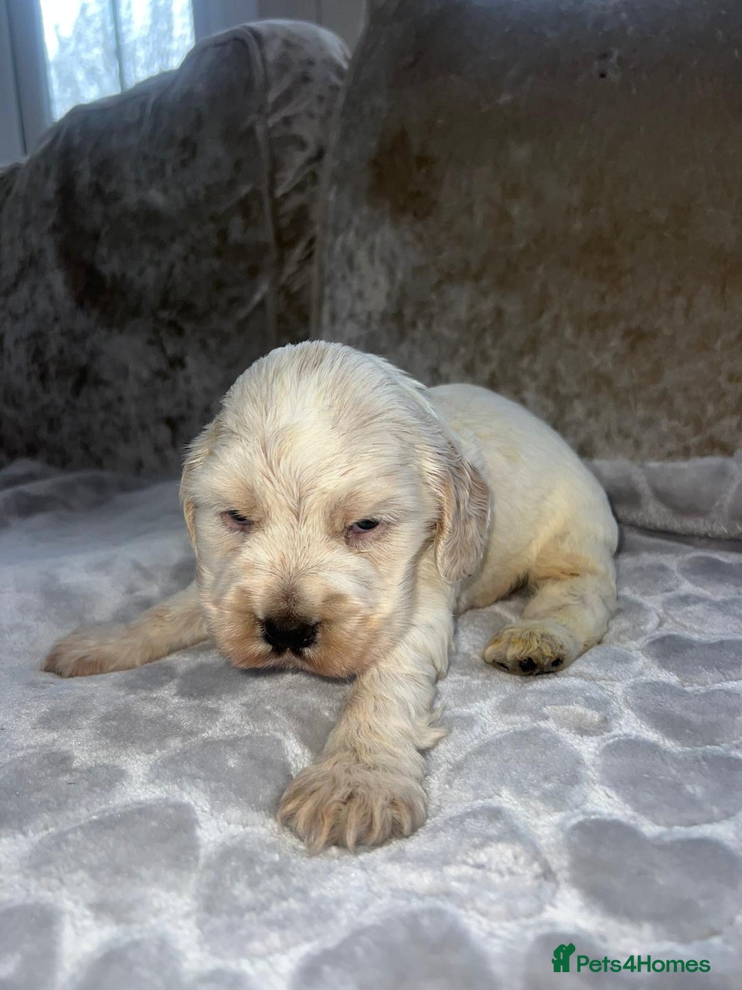 Cocker Spaniel dogs for sale: Kc registered show cocker spaniels  - Advert 2