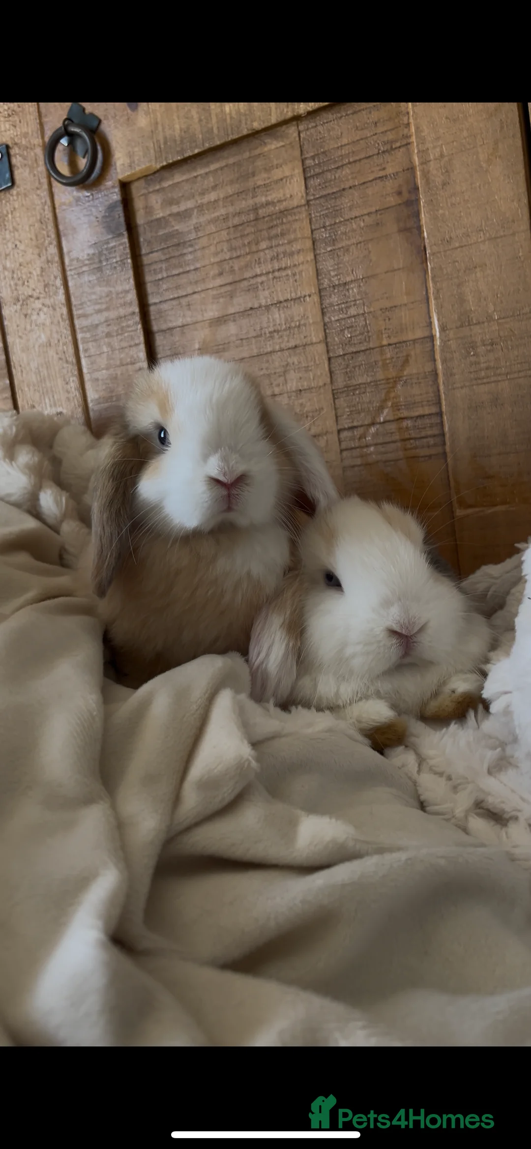 Mini Lop rabbits for sale: 2 beautiful sister mini lops 🤍 - Advert 3