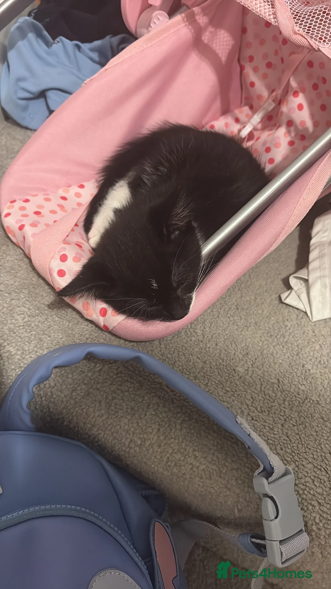 Domestic Shorthair cats for sale: Female kitten  - Advert 5