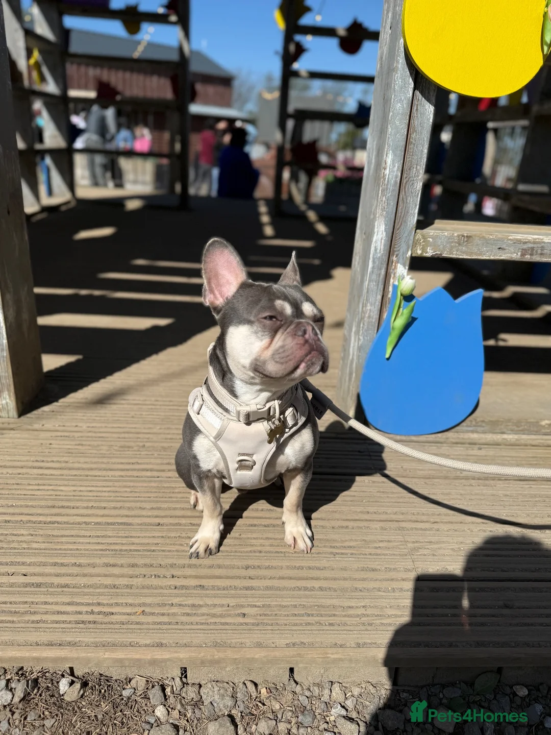 French Bulldog dogs for sale: Rocco for Rehome.  in Godalming - Advert 2