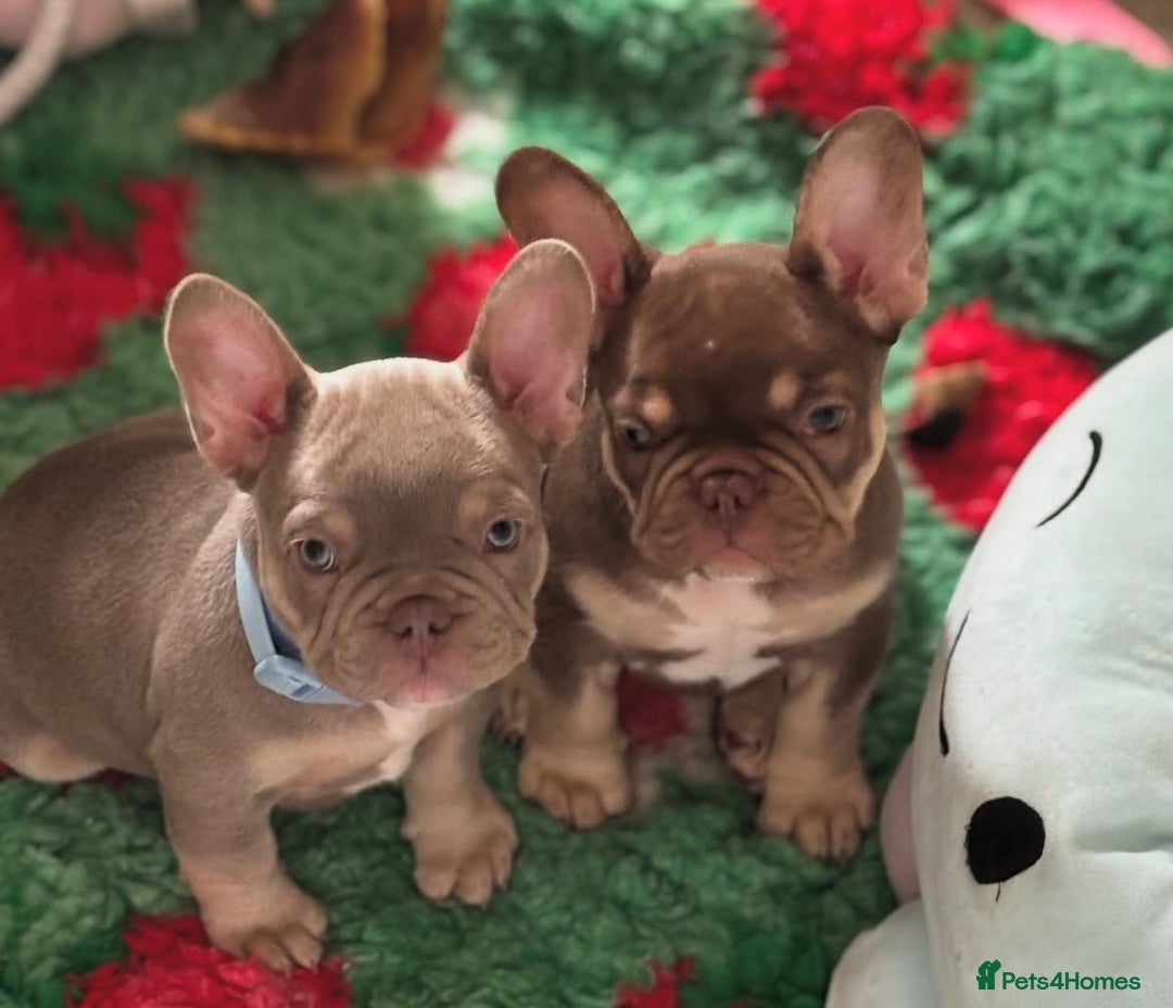 French Bulldog dogs for stud: new shade chocolate and tan carrying fluffy stud in Rochdale - Advert 24