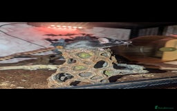 Mouse rodents for sale: All Black Male Mouse FREE TO GOOD HOME - Advert 10