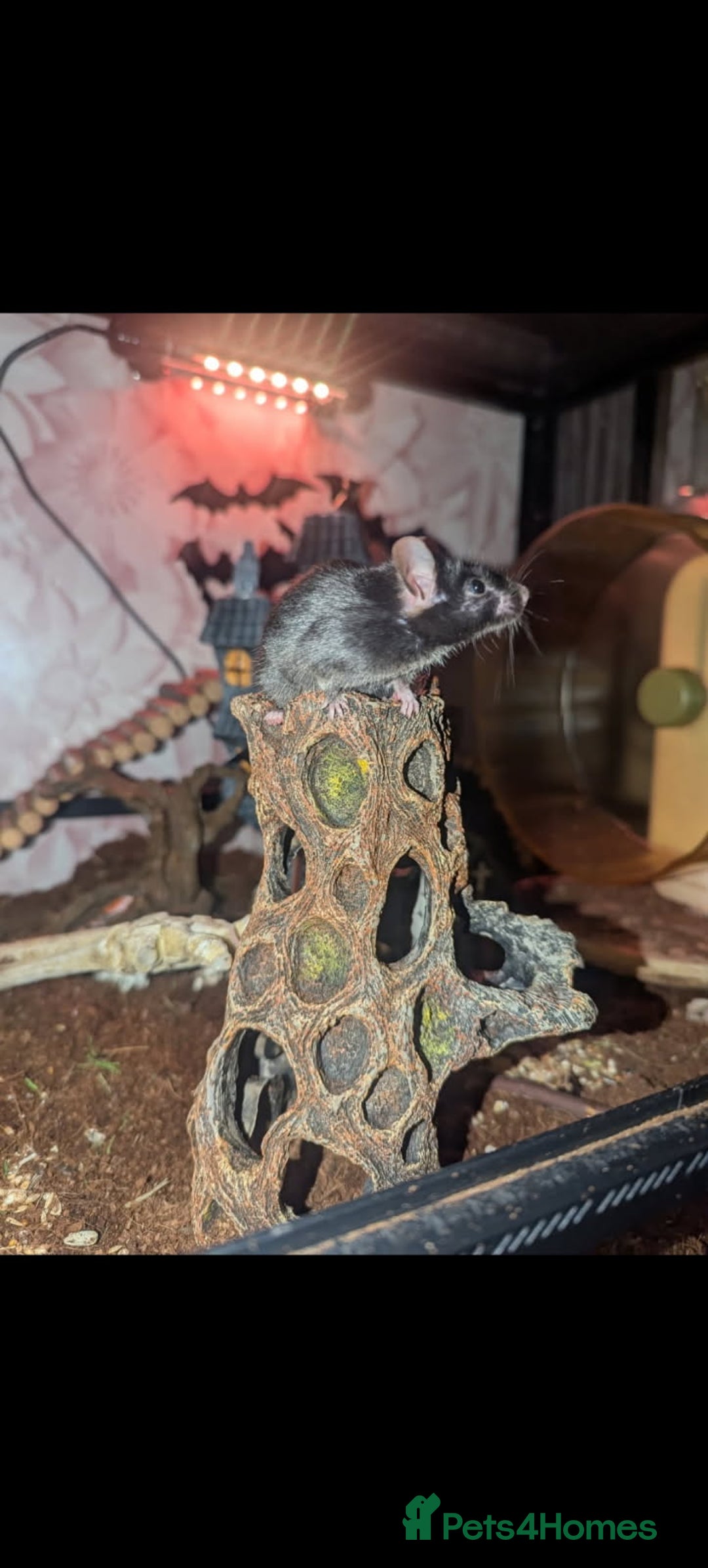 Mouse rodents for sale: All Black Male Mouse FREE TO GOOD HOME - Advert 10