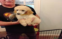Standard Poodle dogs for sale: Stunning KC reg female standard poodle puppies - Image 3
