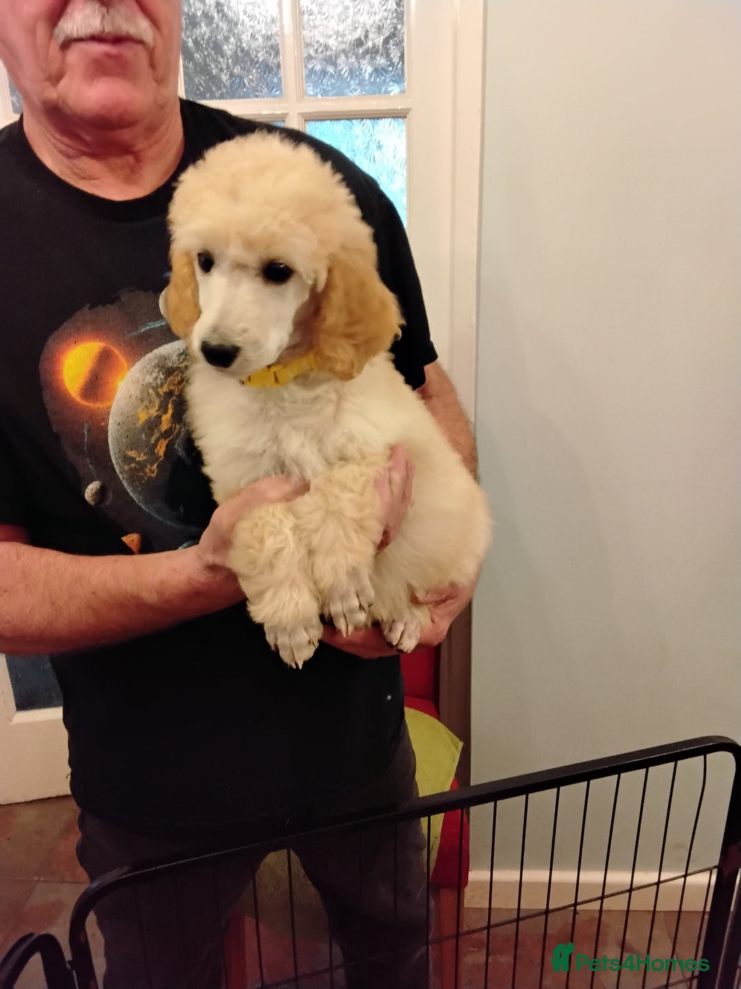 Standard Poodle dogs for sale: Stunning KC reg female standard poodle puppies - Image 3