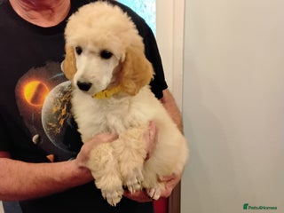 Standard Poodle dogs - Advert 2