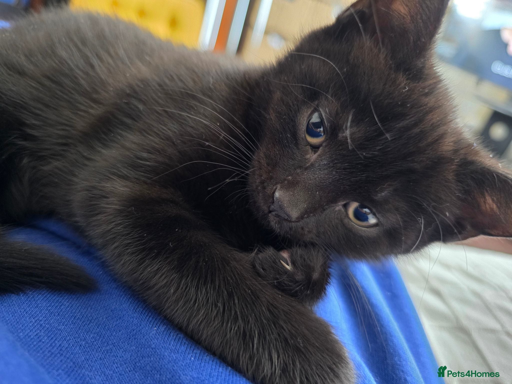 Mixed Breed cats Black Kitten - Advert 7