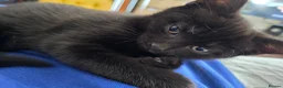 Mixed Breed cats for sale: Black Kitten - Advert 1