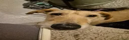 Mixed Breed dogs for sale: Lurcher Lad Milo! - Advert 2