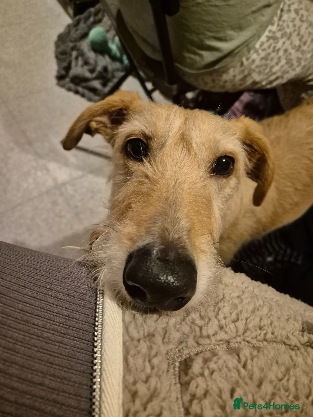 Mixed Breed dogs for sale: Lurcher Lad Milo! - Advert 2