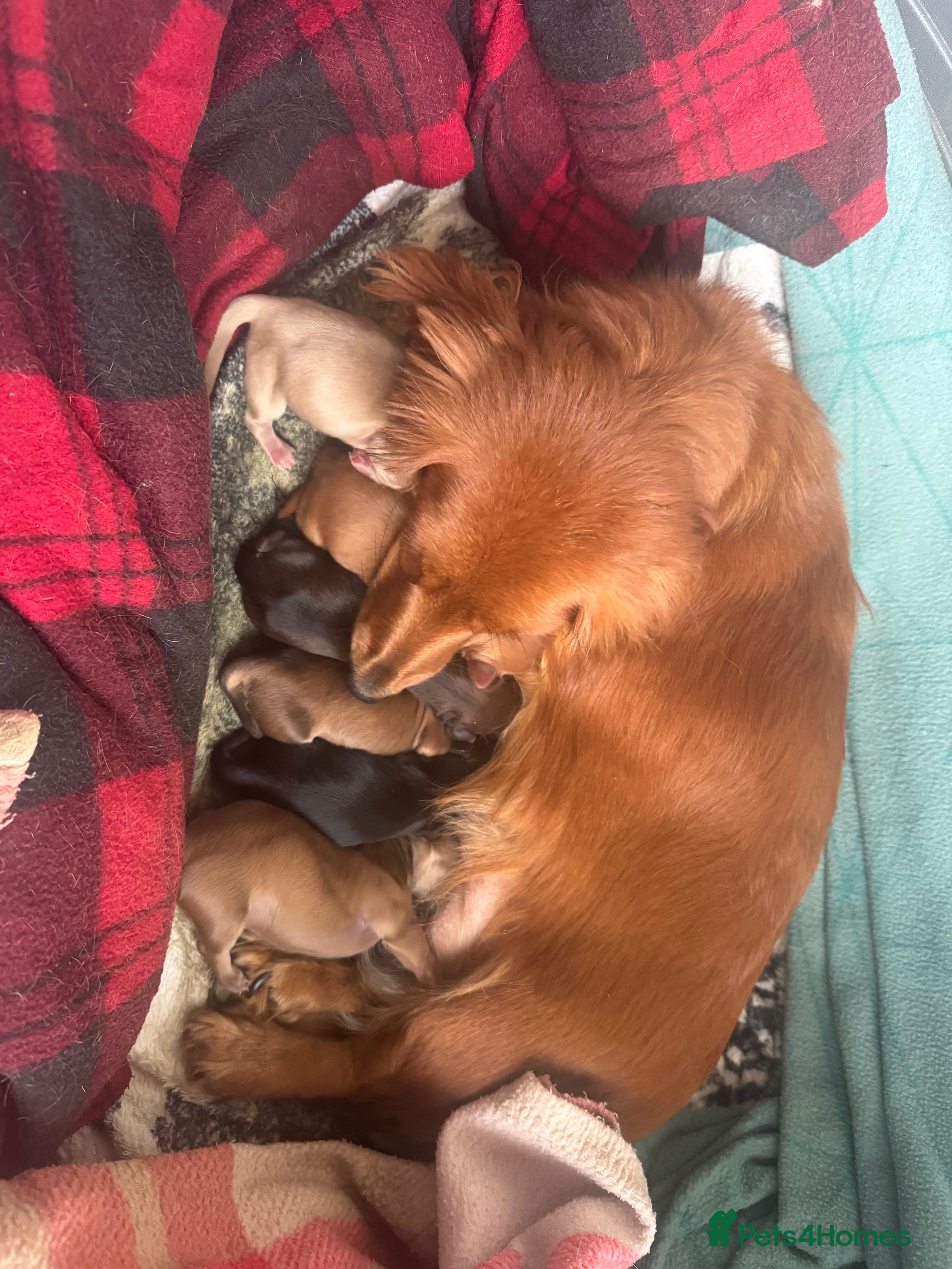 Miniature Dachshund dogs BEAUTIFUL KC LONG HAIR PUPPYS AVAILABLE TO RESERVE - Advert 1