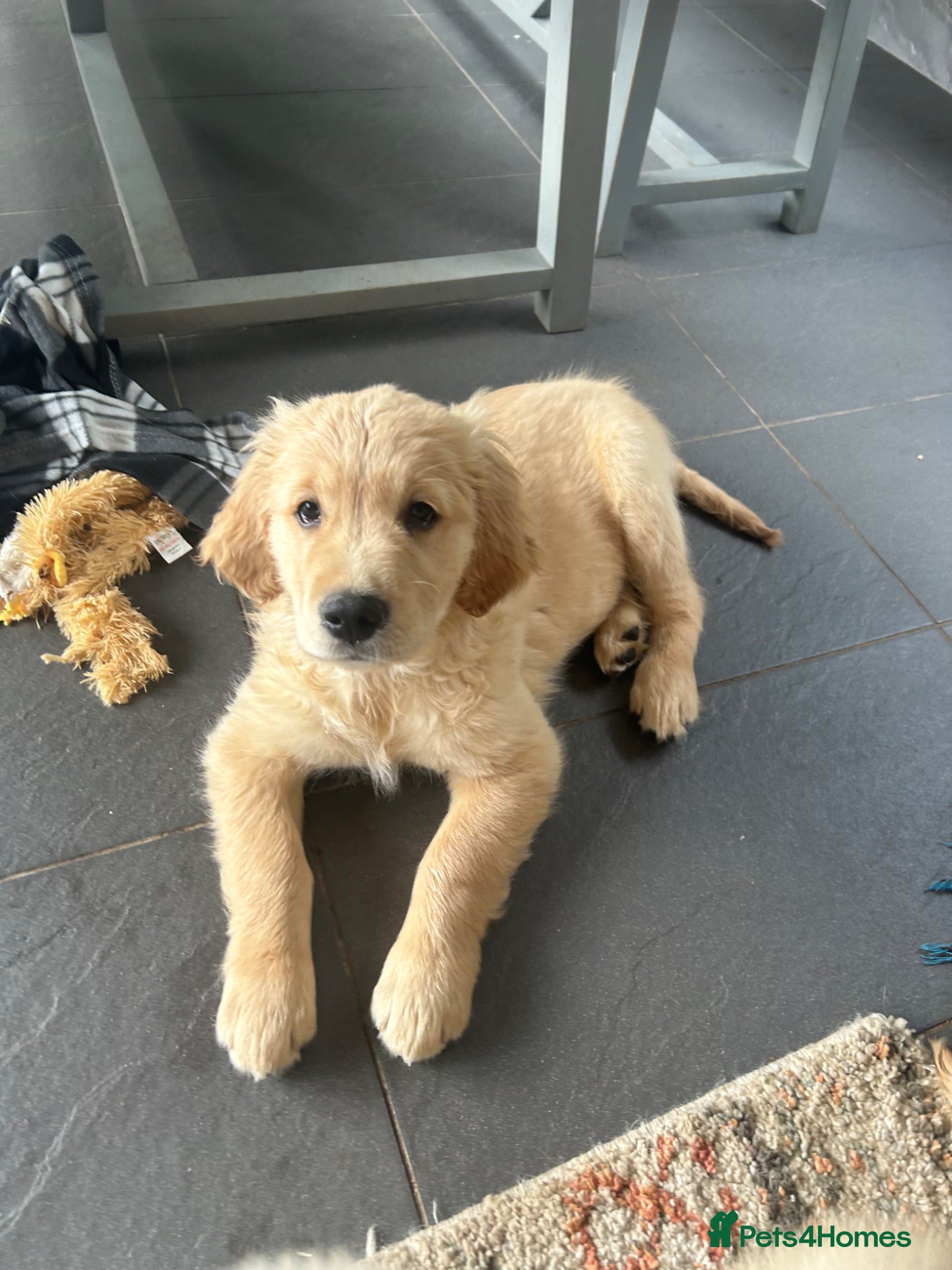 Golden Retriever dogs Beautiful litter of golden retrievers available  - Advert 15