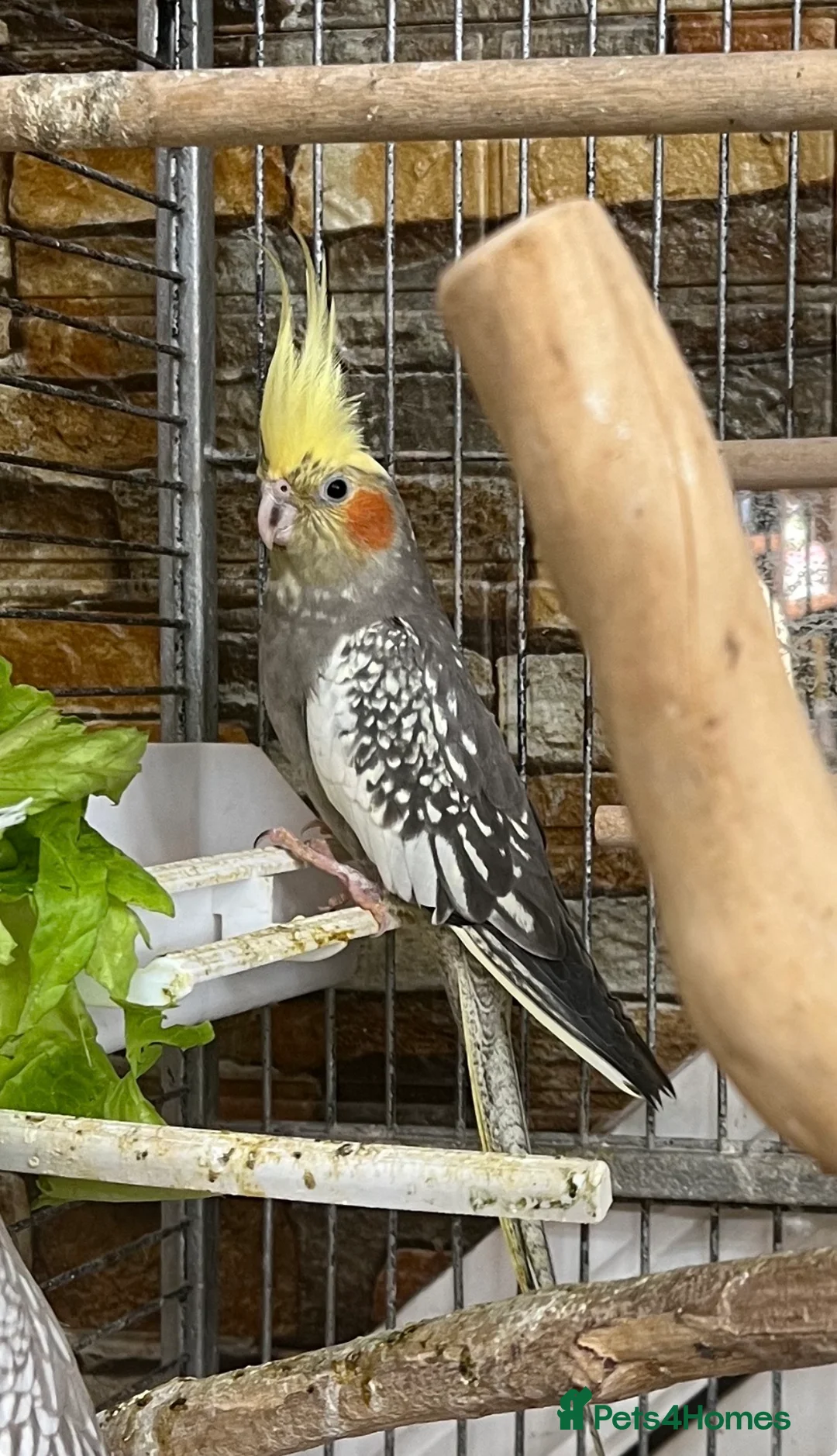 Cockatiels birds for sale: Cocktail - Advert 1