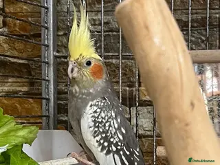 Cockatiels birds Cocktail - Advert 1