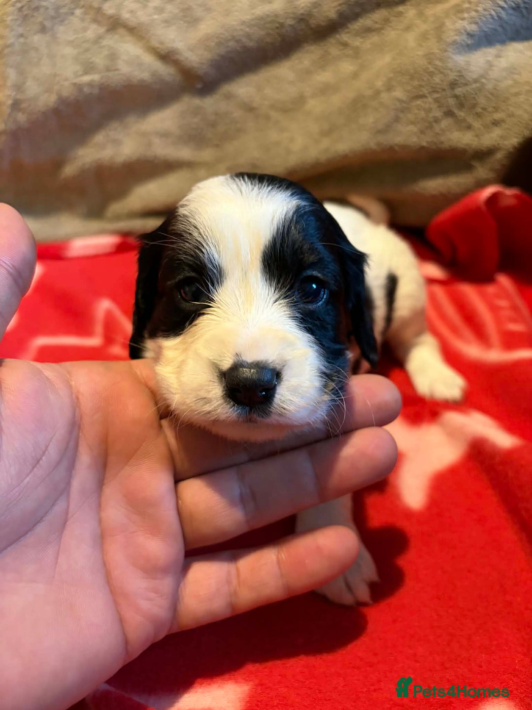 Cockapoo dogs for sale: Stunning health tested F1b toy cockapoos - Advert 4