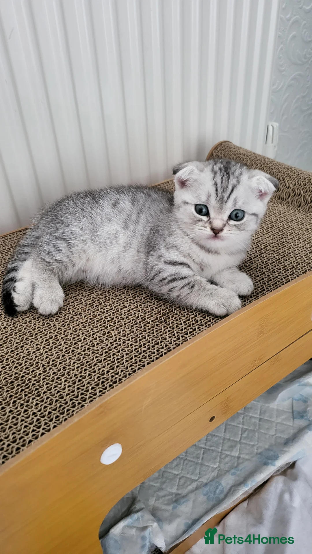 British Shorthair cats for sale: Amazing kittens - Advert 1