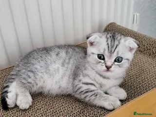 British Shorthair cats Amazing kittens - Advert 1