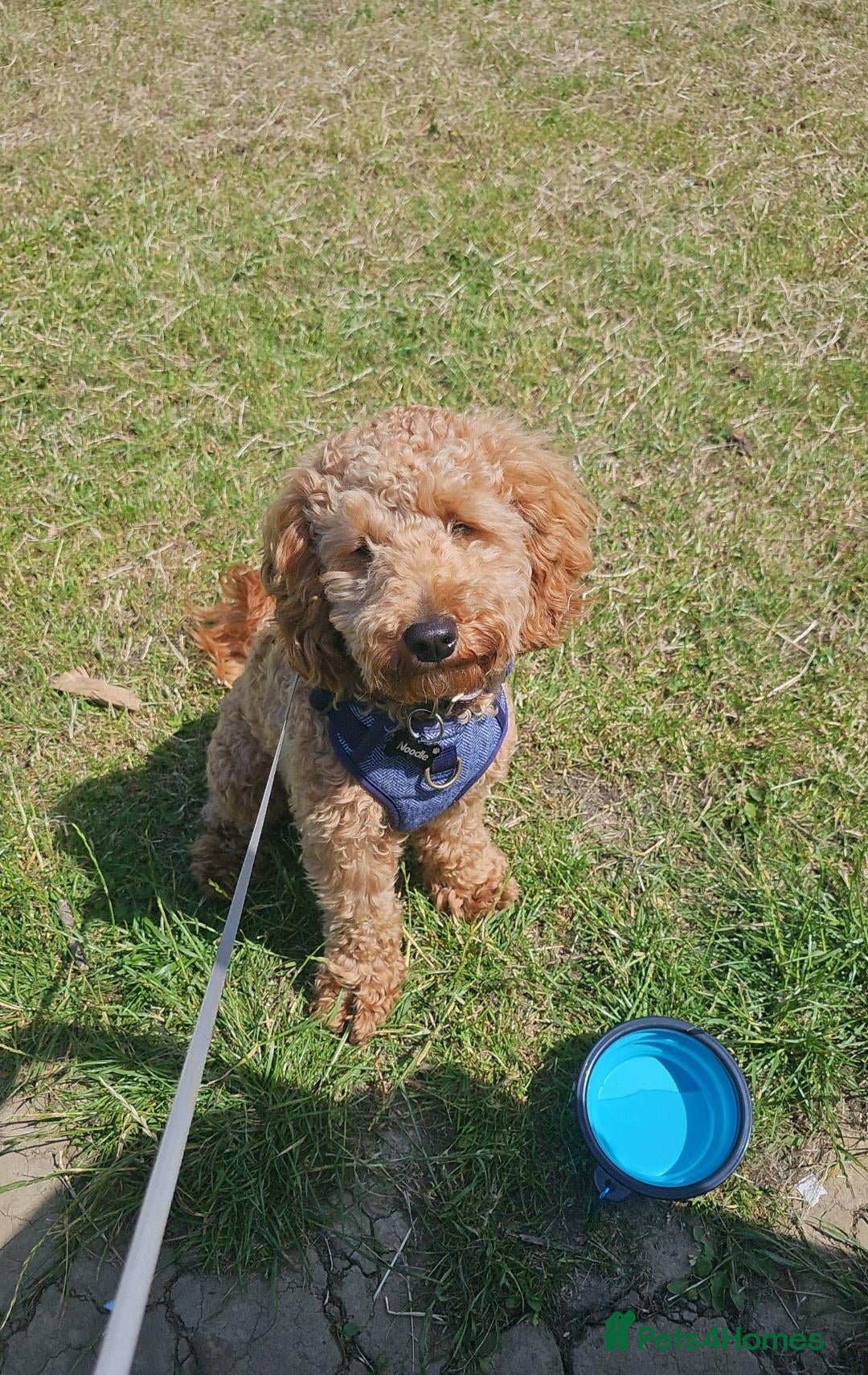 Toy Poodle dogs Miniature Poodle. 1 Yr 4 Months. Loving Family Boy - Advert 5