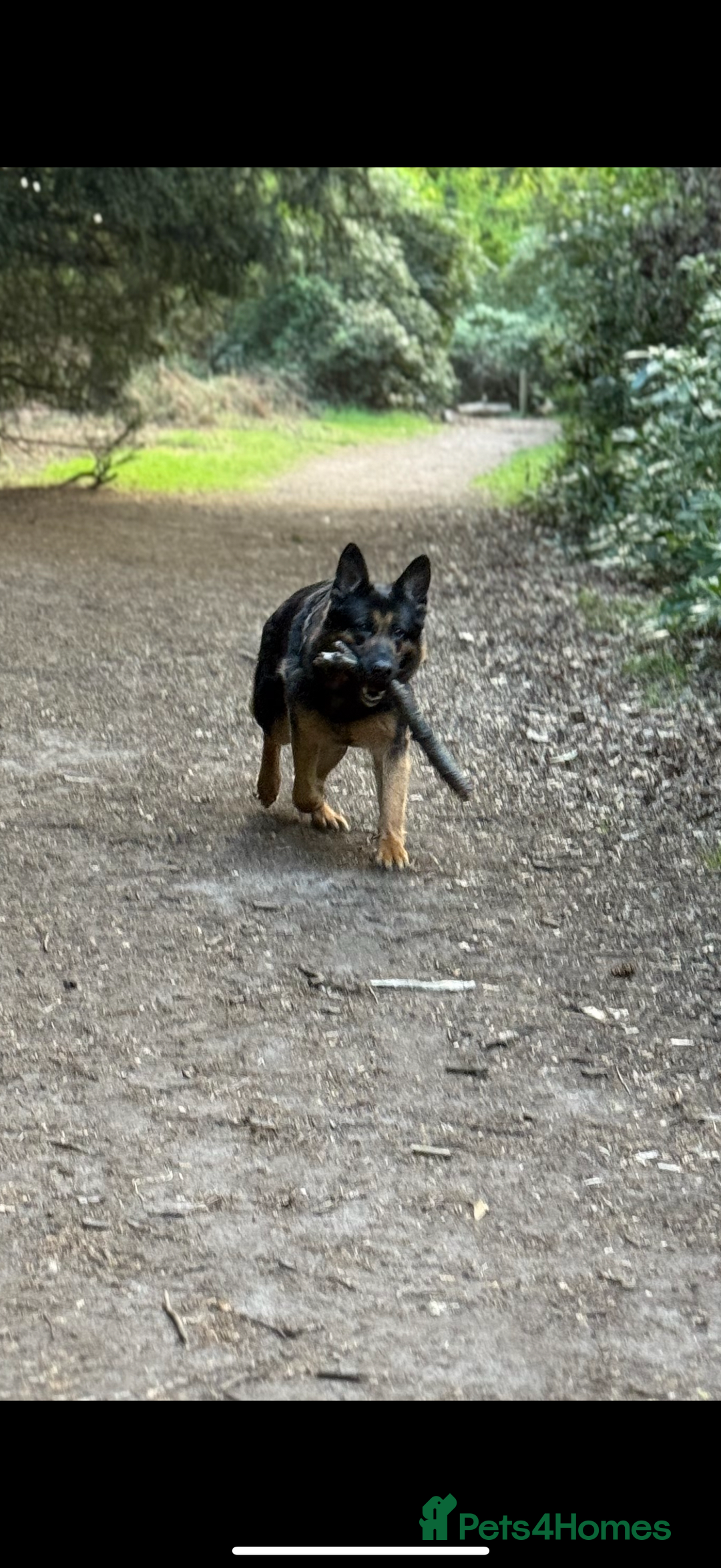 German Shepherd dogs for sale: Luna - 8 Year Old German Shepard - Advert 4