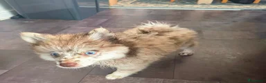 Pomeranian 1