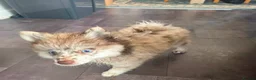 Pomeranian dogs for sale: Rare blue eye pom  - Advert 2