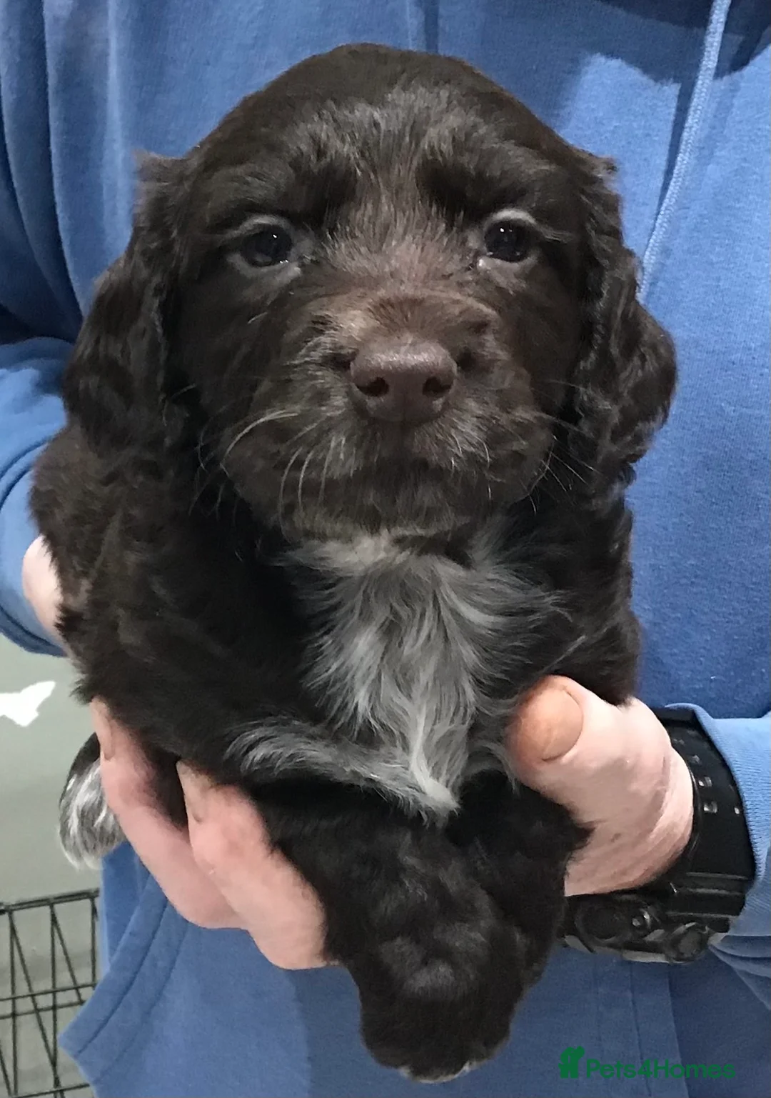 Cocker Spaniel dogs for sale: ABSOLUTELY STUNNING COCKER SPANIEL PUPPIES  - Advert 17