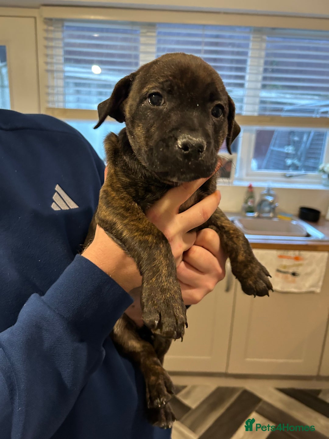 Mixed Breed dogs for sale: Staffy pups  - Advert 15