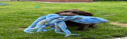 Cocker Spaniel dogs for sale: 1 year old KC registered male Cocker Spaniel in Buckie - Advert 3