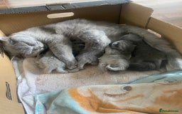 British Shorthair cats for sale: Full British blue shorthair  - Image 6