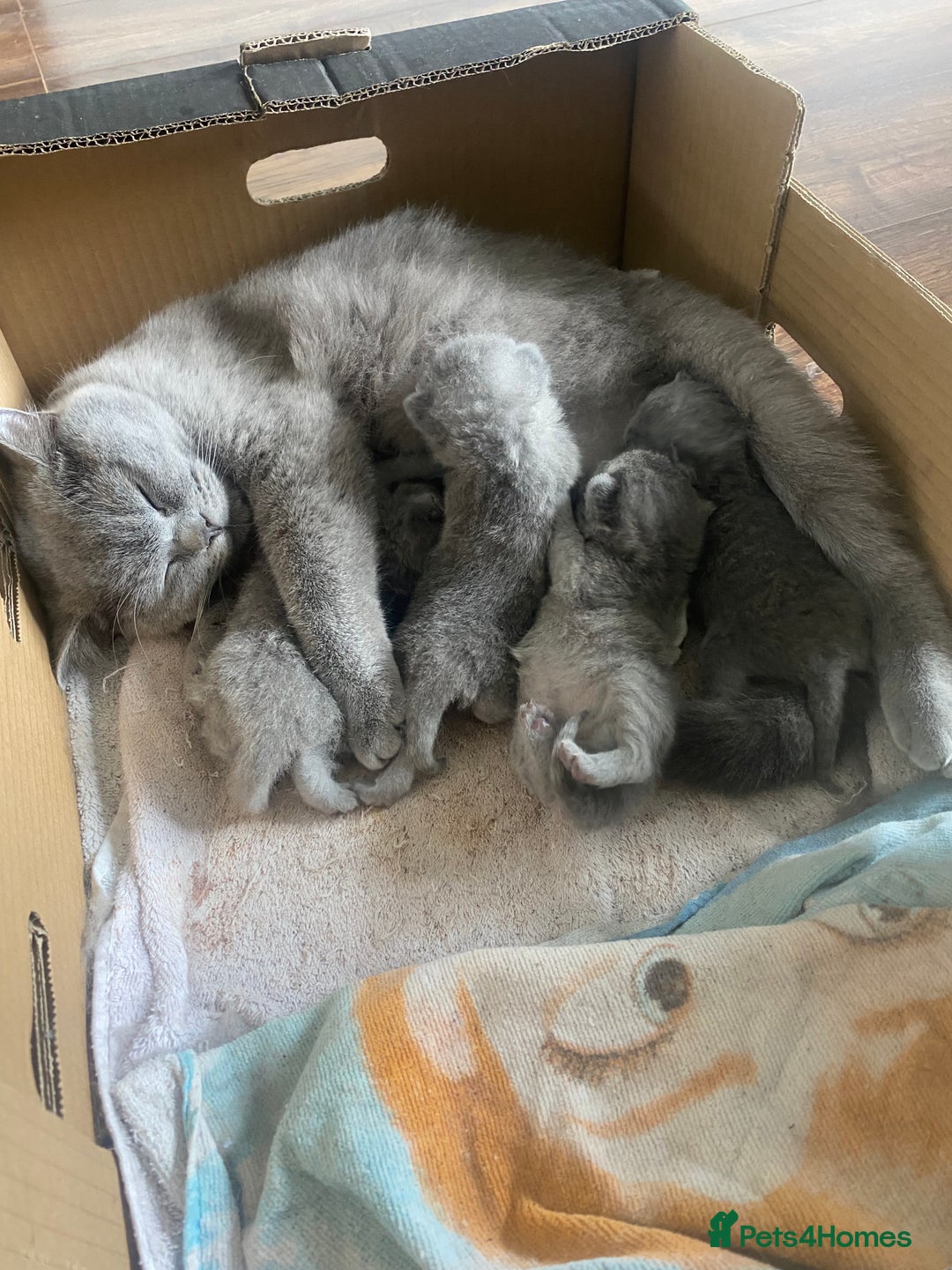British Shorthair cats for sale: Full British blue shorthair  - Image 6
