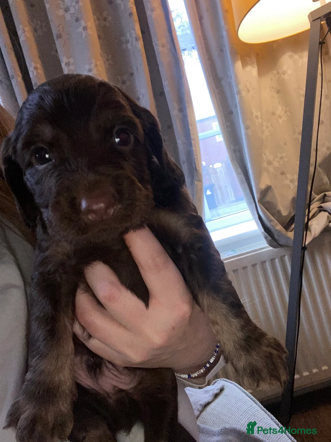 Cocker Spaniel dogs for sale: Tri chocolate  colour cocker spaniel puppies  - Advert 19