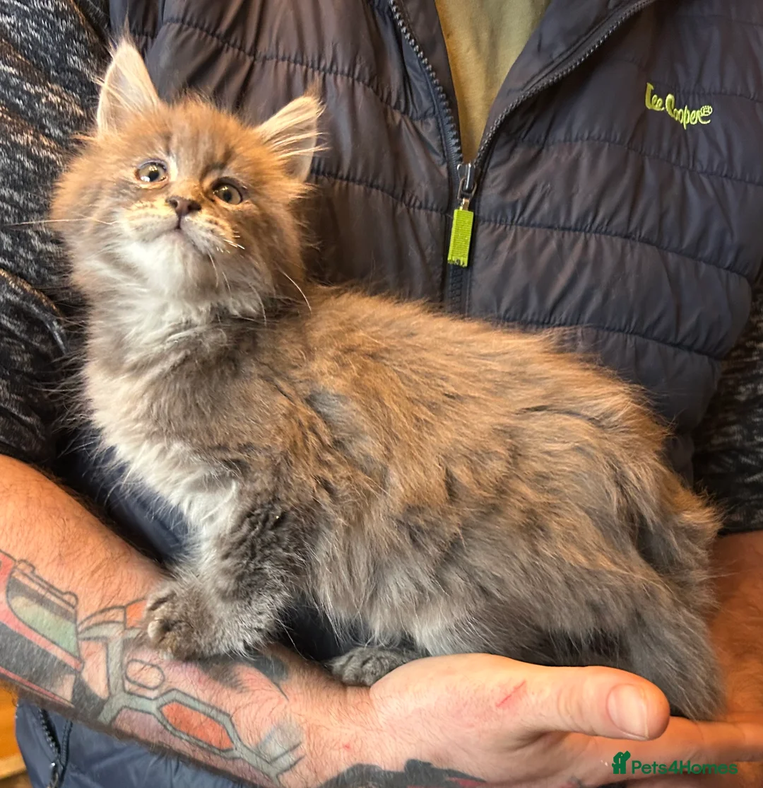 Maine Coon cats for sale: TICA Registered Maine Coon Kittens.  - Advert 2
