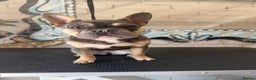 French Bulldog dogs for sale: French Bulldog 1 year old female  - Advert 3