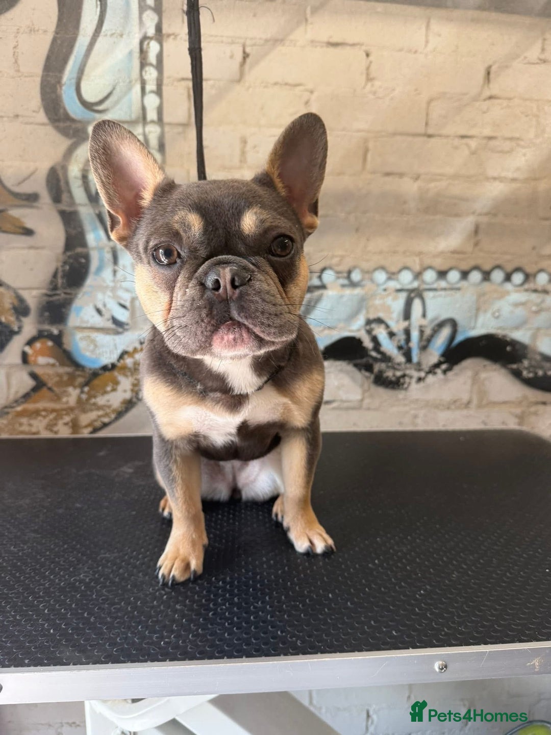 French Bulldog dogs for sale: French Bulldog 1 year old female  - Advert 3