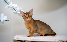 Abyssinian cats for sale: One of the Kind Abyssinian Girl-Champions Pedigree - Image 22