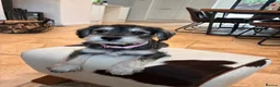 Miniature Schnauzer dogs for sale: KC Pedigree Miniature Schnauzer Pups *READY TO GO* - Advert 24