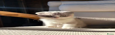 Scottish Fold Kitten 3