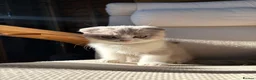 Scottish Fold cats for sale: Last Kittens – Don't Miss Out  - Advert 20