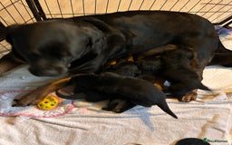 Rottweiler dogs for sale: Rottweiler puppys - Advert 3