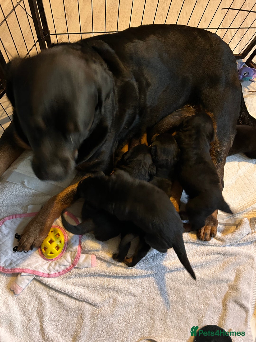 Rottweiler dogs for sale: Rottweiler puppys - Advert 3