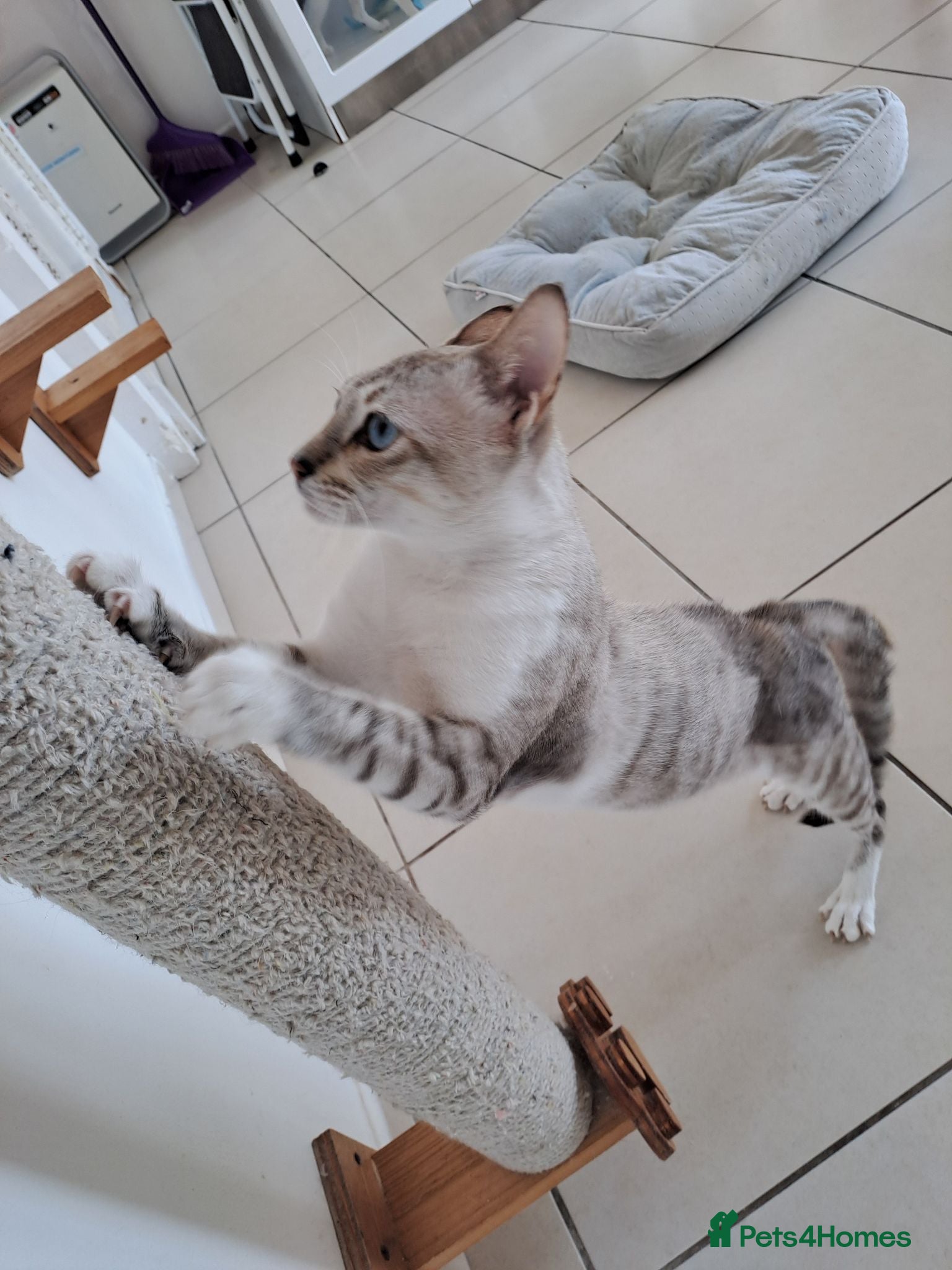 Mixed Breed cats Elliott - handsome boy - Advert 2