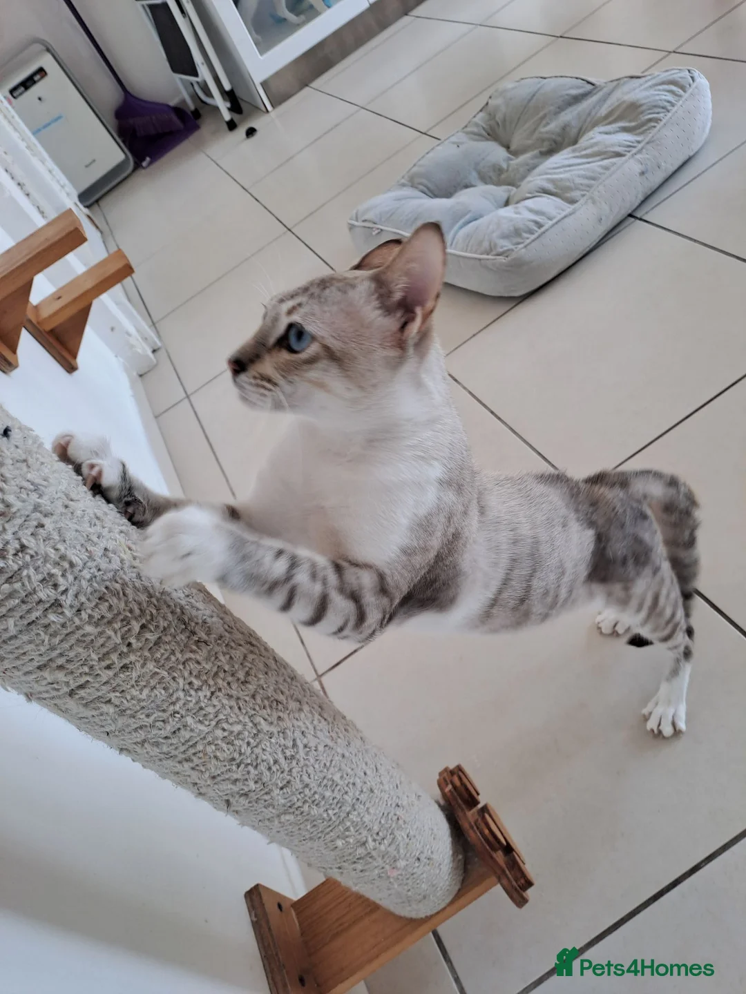 Mixed Breed cats for adoption: Elliott - handsome boy - Advert 2