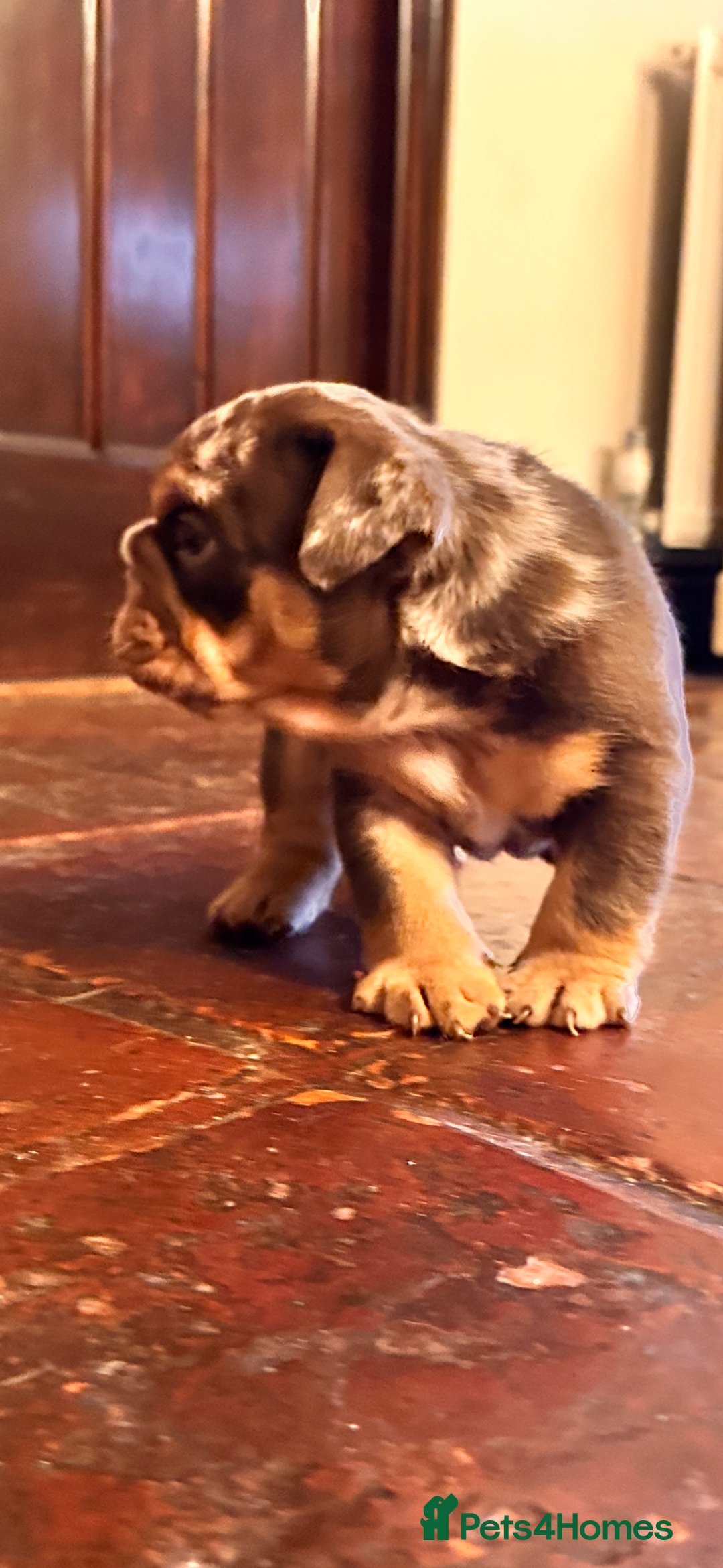 English Bulldog dogs for sale: English bulldogs  - Advert 3