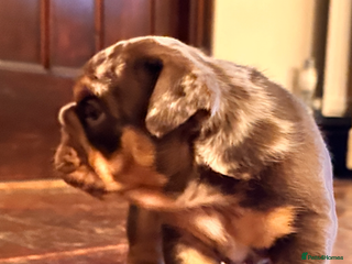 English Bulldog dogs English bulldogs - Advert 2