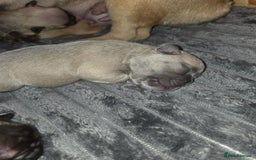 French Bulldog dogs for sale: 5 beautiful male french bulldog puppies  - Image 16