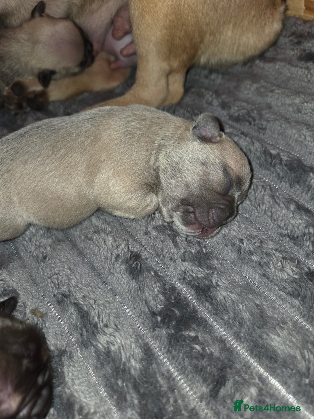 French Bulldog dogs for sale: 5 beautiful male french bulldog puppies  - Image 16