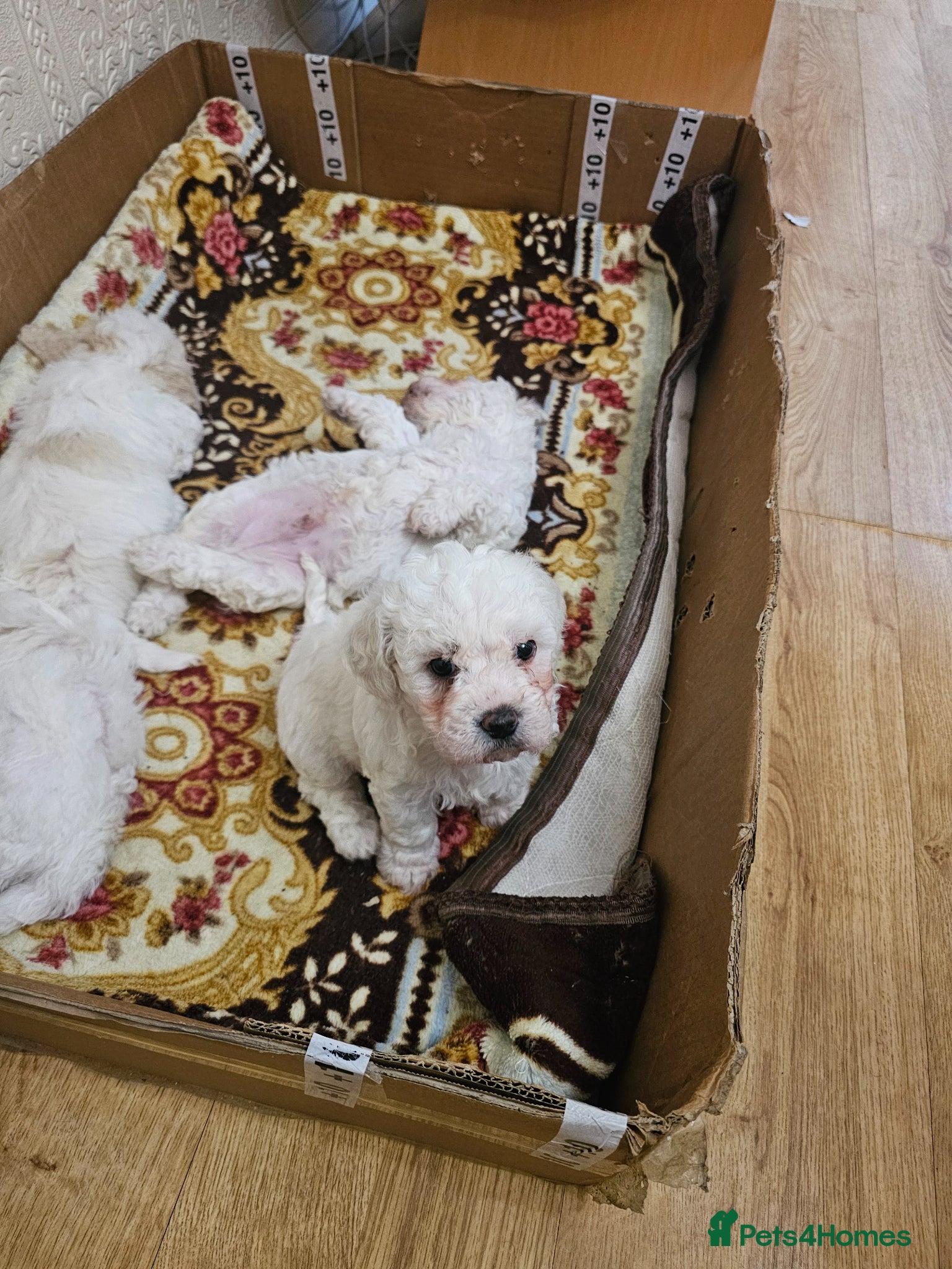 Bichon Frise dogs Bichon frise - Advert 9